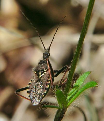 Réf. 204 556 : Rhynocoris erythropus